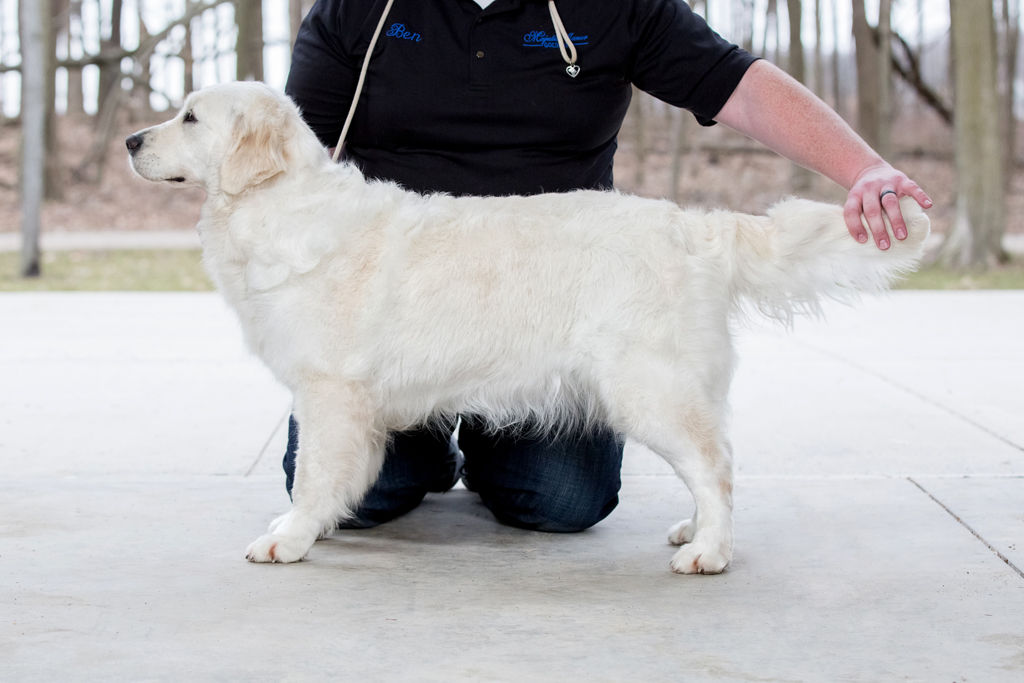 The Pros of Training Your Puppy with a Skilled Dog Trainer