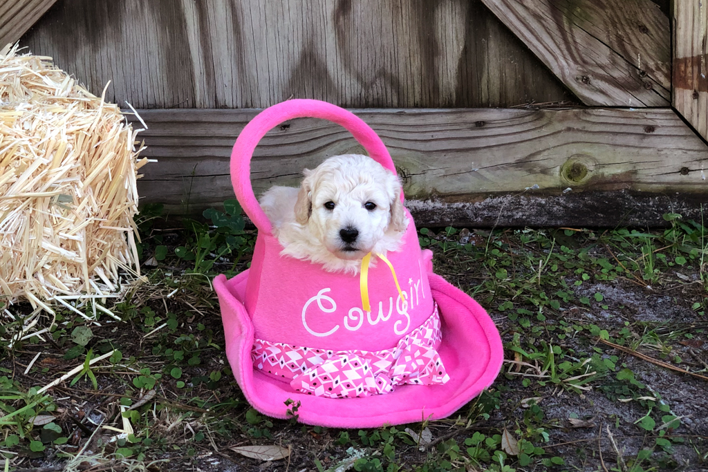 How to Decide between a Male and Female Goldendoodle