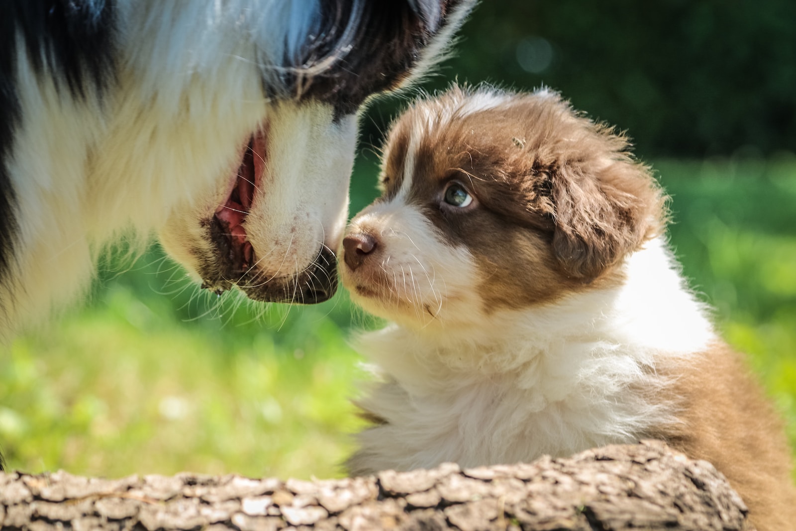 Puppy Supplies Checklist: Everything Your New Puppy Needs (and