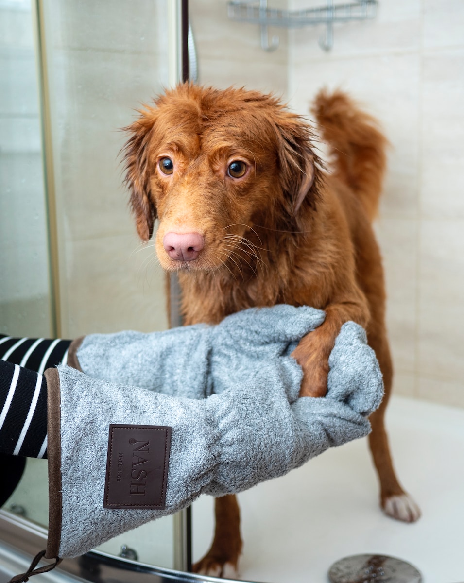 Understanding the English Cream Minidoodle’s Grooming Needs