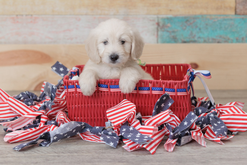 adorable mini doodle puppy with flags