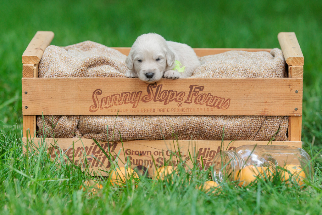 cute mini doodle puppy in a crate of peaches