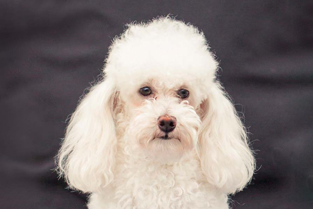 beautiful white poodle