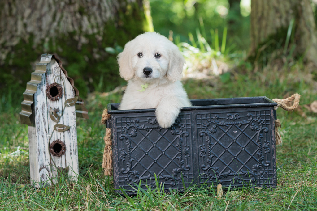 cute puppy in a basket with bird house
