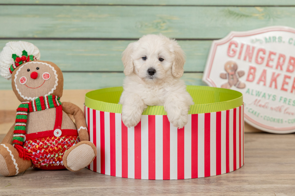 Is a Minidoodle Right for Your Family?