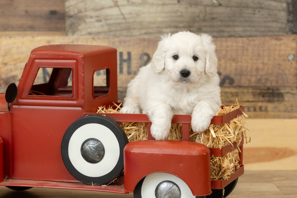 Are Minidoodles Good with Children?