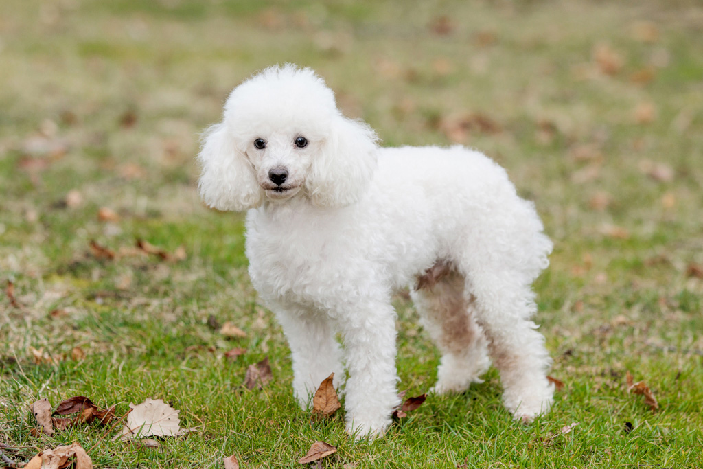 How Much Exercise Does a Minidoodle Need?