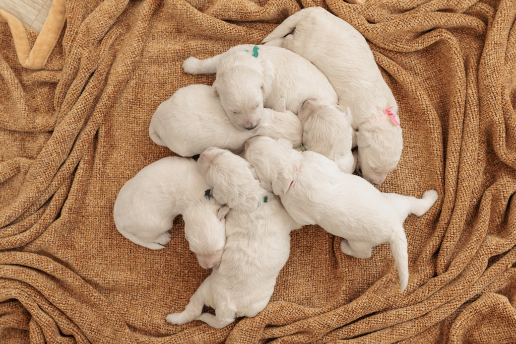 How to Build Confidence in a Minidoodle Puppy from Day One