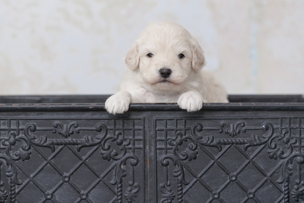 The Biggest Mistakes New Minidoodle Owners Make (and How to Avoid Them)