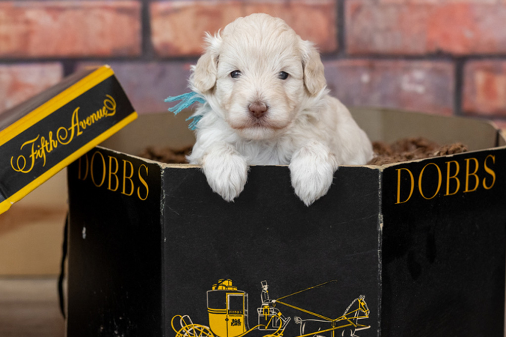 Do Minidoodles Get Separation Anxiety? What Owners Should Know