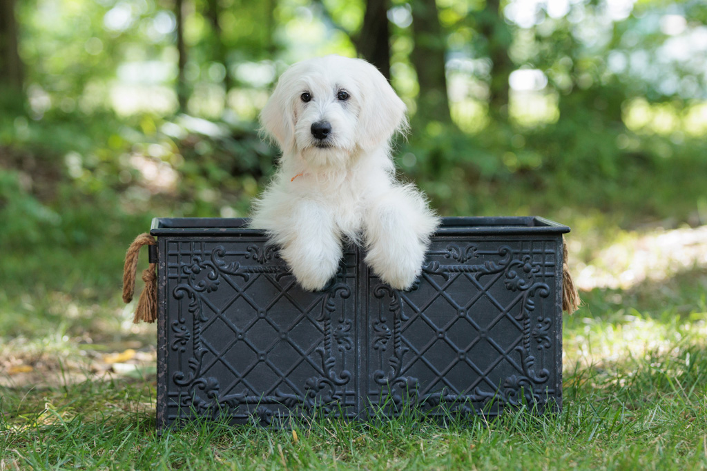 How to Handle Overstimulation in a Minidoodle Puppy