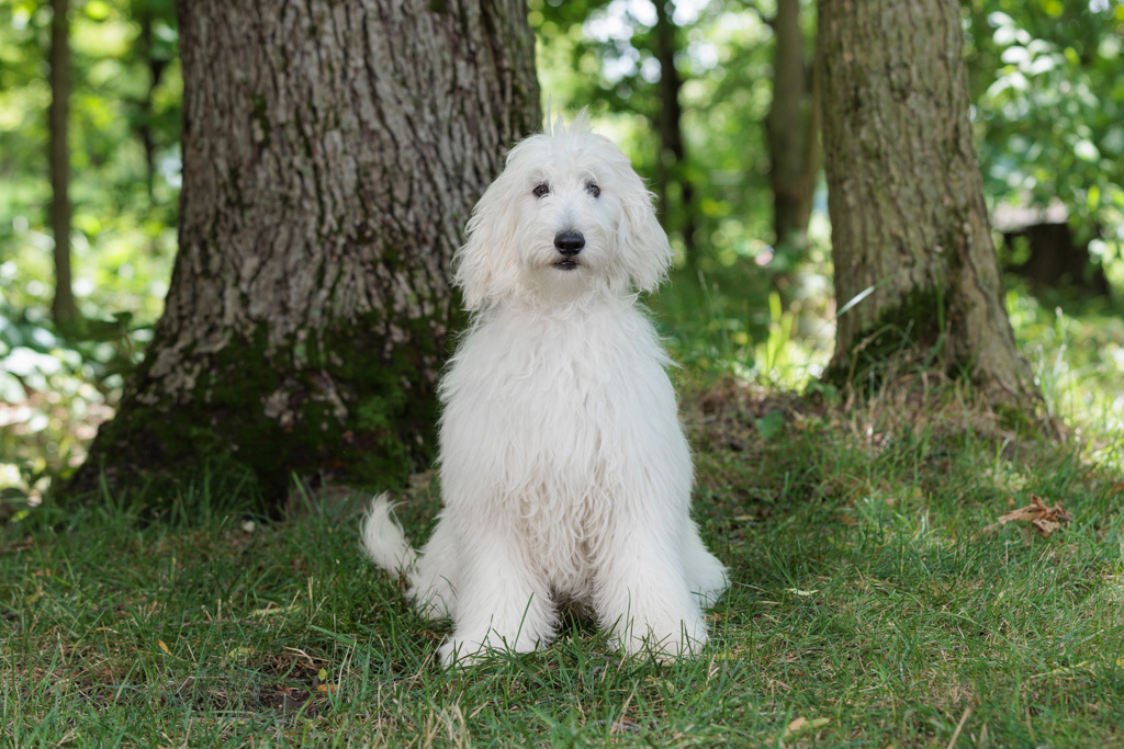 How to Respond in the Moment: What to Do When Your Minidoodle Gets It Wrong