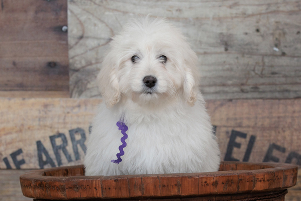 What Does “Low-Shedding” Really Mean for a Minidoodle?
