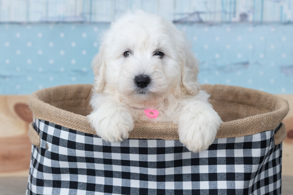 What Your Minidoodle’s Coat Can Tell You About Grooming Needs
